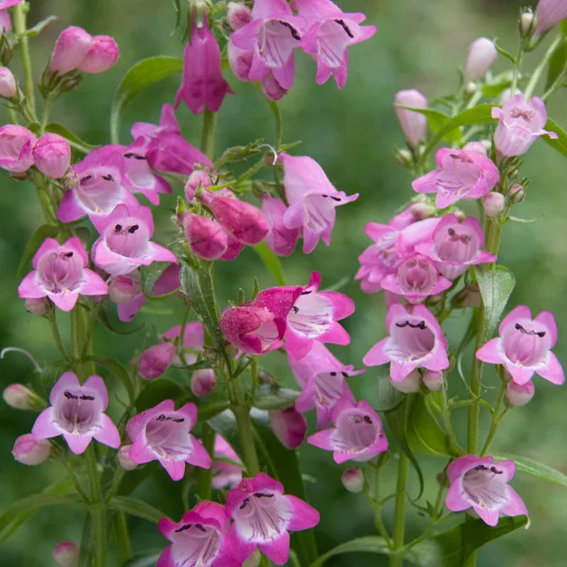 Premium Purple Mexicali Sunburst Penstemon Flower seeds for Planting Seasonal Bloomer, Heirloom & GMO Free Seeds for Home Garden seeds