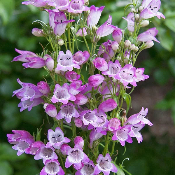 High quality Purple Mexicali Sunburst Penstemon Flower seeds for Planting Seasonal Bloomer, Heirloom & GMO Free Seeds for Home Garden seeds pack