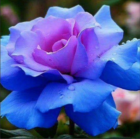 Rose Blue Green Seeds For Planting Flower