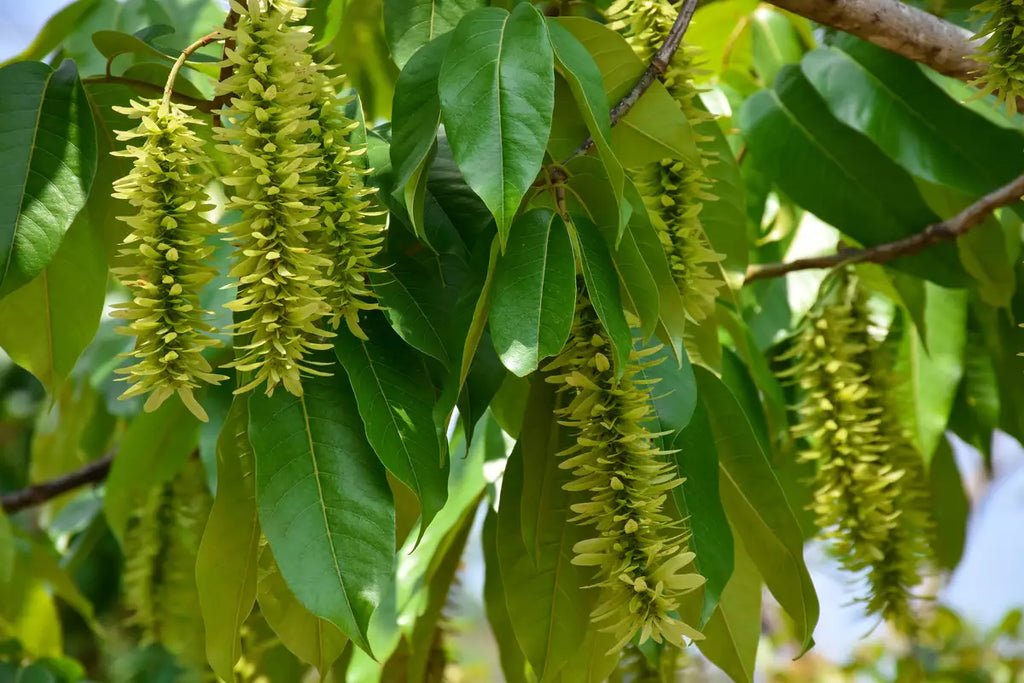 Premium Pterocarya Stenoptera Flower seeds for Planting Bright Blooms, Heirloom & GMO Free Seeds for Home Garden seeds