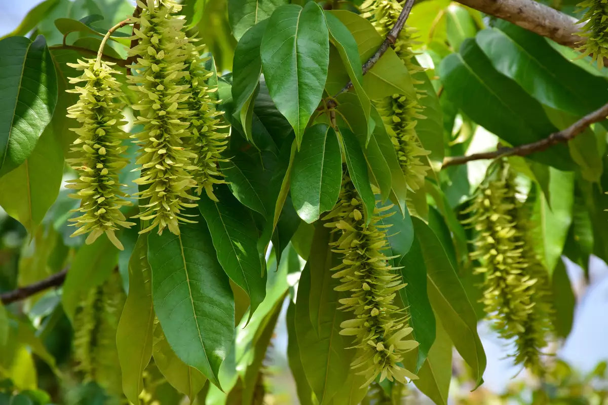 Premium Pterocarya Stenoptera Flower seeds for Planting Bright Blooms, Heirloom & GMO Free Seeds for Home Garden seeds