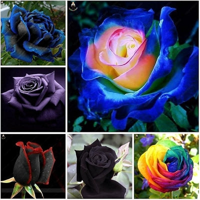 Blue Cream Rose Flower seeds for Planting Cottage Garden Essential, Heirloom & GMO Free Seeds for Home Garden seeds for planting