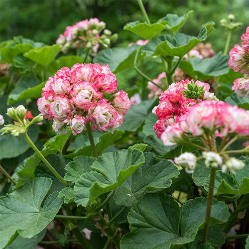 Pelargonium × hortorum Flower seeds for Planting - Pollinator Friendly, Heirloom & GMO Free Seeds for Home Garden