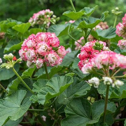 Pelargonium × hortorum Flower seeds for Planting - Pollinator Friendly, Heirloom & GMO Free Seeds for Home Garden