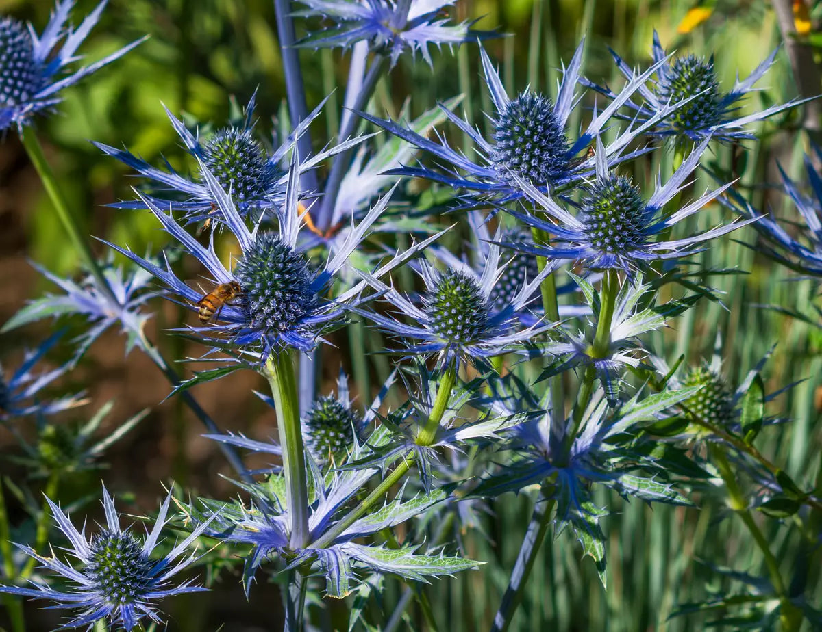 Heirloom Eryngium Planum Flower seeds for Planting Long Bloom Season Heirloom & GMO Free Seeds for Home Garden