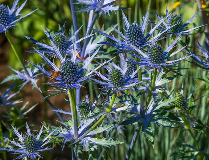 Heirloom Eryngium Planum Flower seeds for Planting Long Bloom Season Heirloom & GMO Free Seeds for Home Garden