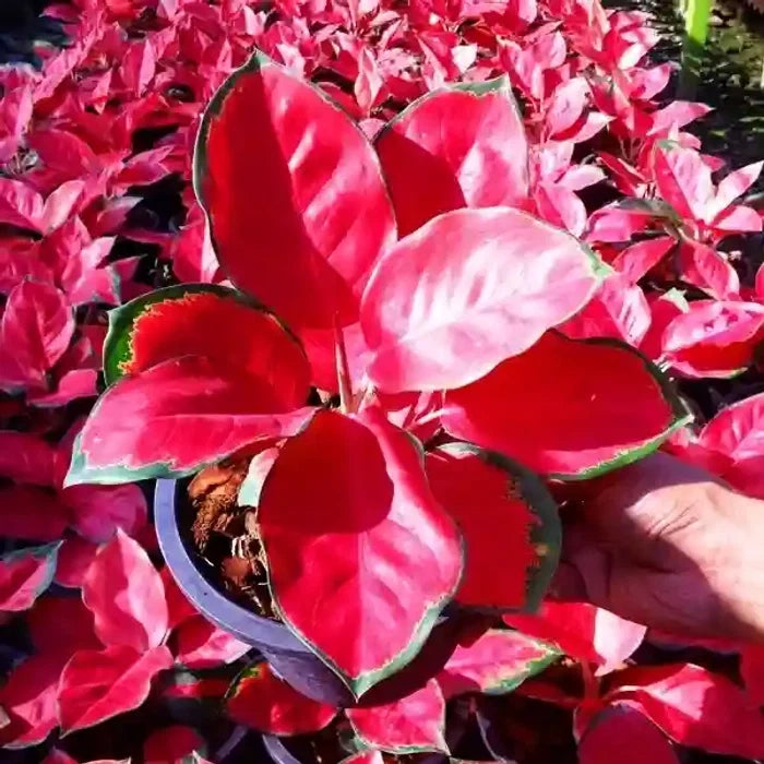 Aglaonema Flower seeds for Planting Wildflower Mix Heirloom & GMO Free Seeds for Home Garden