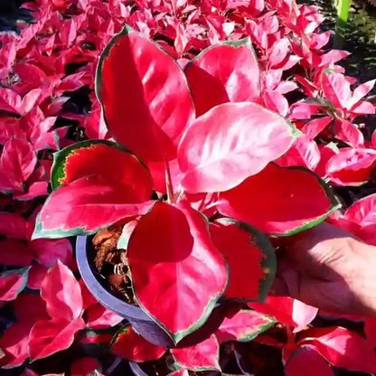 Aglaonema Flower seeds for Planting Wildflower Mix Heirloom & GMO Free Seeds for Home Garden