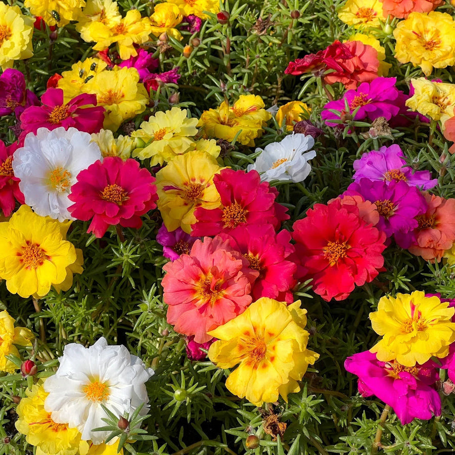 Portulaca (Portulaca Moss) seeds for planting in home garden
