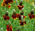 Prairie Flower seeds for Planting Low Maintenance Heirloom & GMO Free Seeds for Home Garden seeds for planting