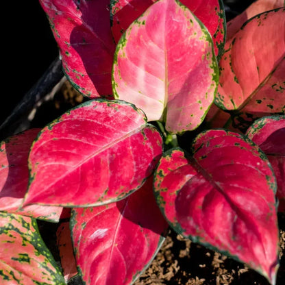 Red Aglaonema Flower seeds for Planting - Wildflower Mix, Heirloom & GMO Free Seeds for Home Garden