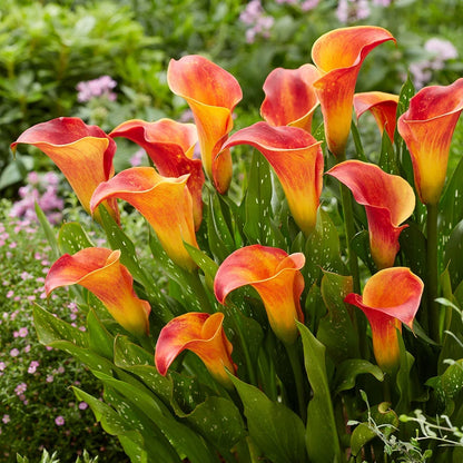 Heirloom Zantedeschia Aethiopica Flower seeds for Planting Fragrant Blossoms Heirloom & GMO Free Seeds for Home Garden