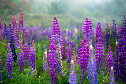 Lupine Flower seeds for Planting Shade Tolerant Heirloom & GMO Free Seeds for Home Garden