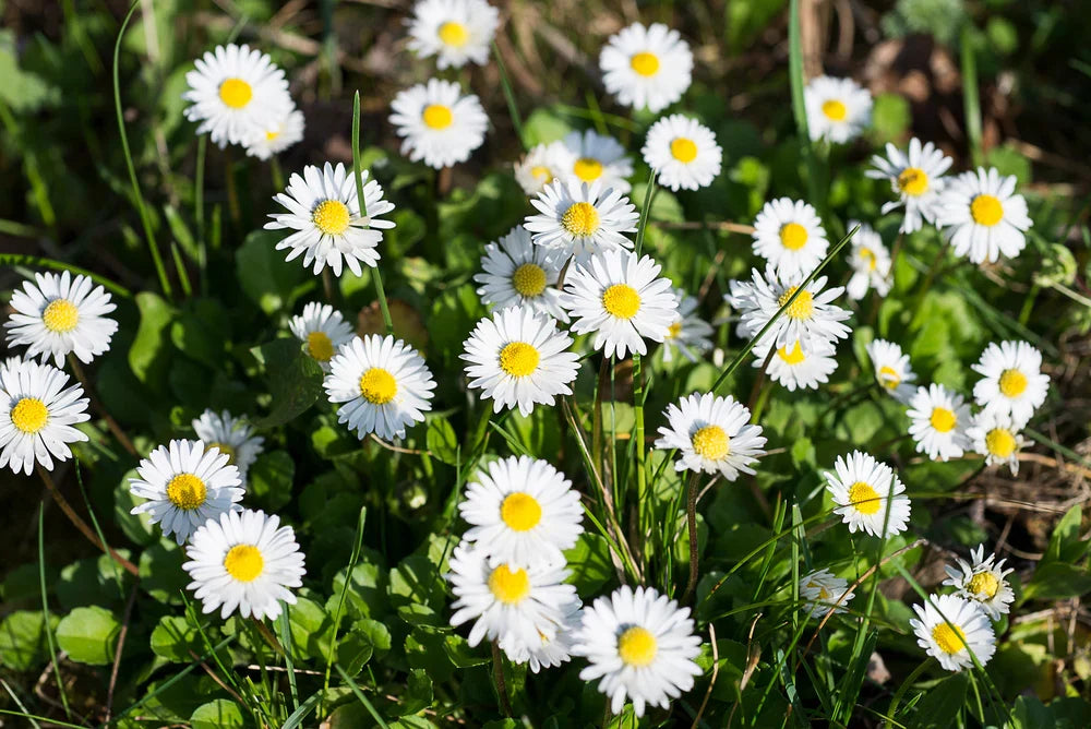 Premium White Bellis Perennis Flower seeds for Planting Easy to Grow, Heirloom & GMO Free Seeds for Home Garden seeds