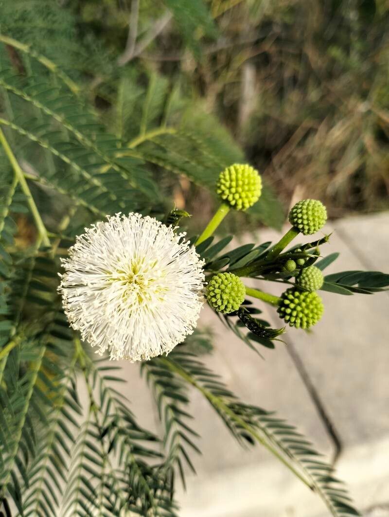 Premium Green Desert Fern Flower seeds for Planting Compact Growth, Heirloom & GMO Free Seeds for Home Garden seeds