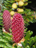 Abies Koreana Flower seeds for Planting Shade Tolerant, Heirloom & GMO Free Seeds for Home Garden seeds for planting