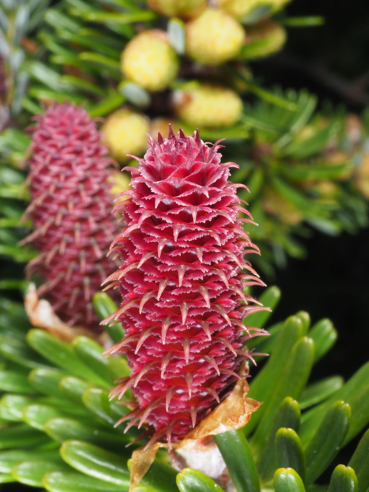 Abies Koreana Flower seeds for Planting Shade Tolerant, Heirloom & GMO Free Seeds for Home Garden seeds for planting