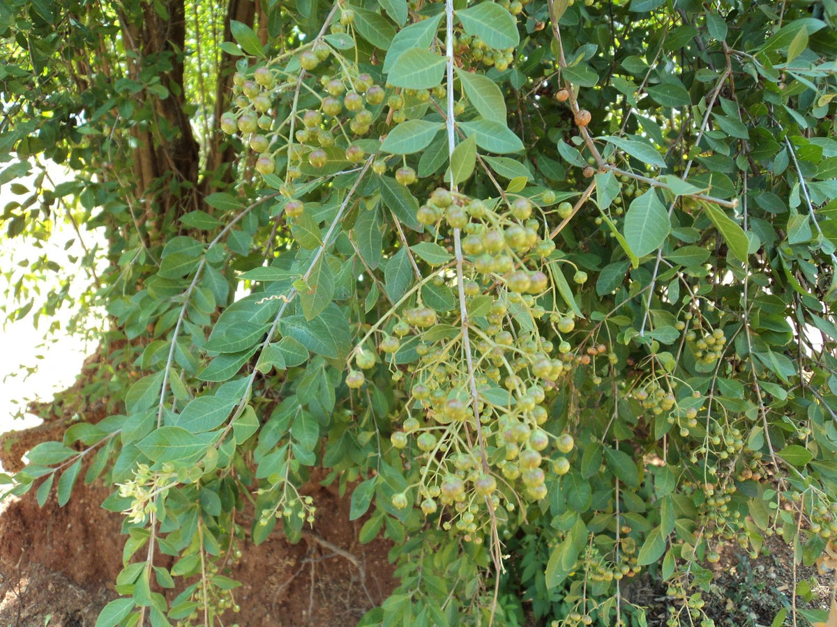 Common Henna (Lawsonia inermis) Dye Plant Tattoo Flower Tree Seeds