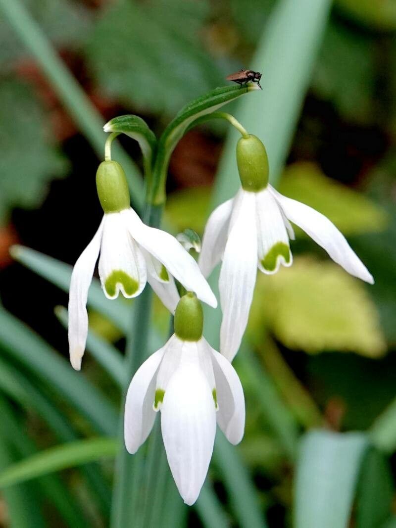 Galanthus Flower seeds for Planting Compact Growth, Heirloom & GMO Free Seeds for Home Garden vegetable and garden seeds