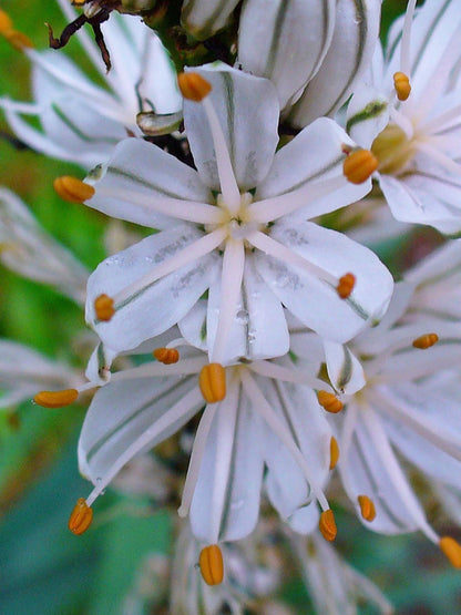 Heirloom Asphodelus Albus Flower seeds for Planting Pollinator Friendly Heirloom & GMO Free Seeds for Home Garden