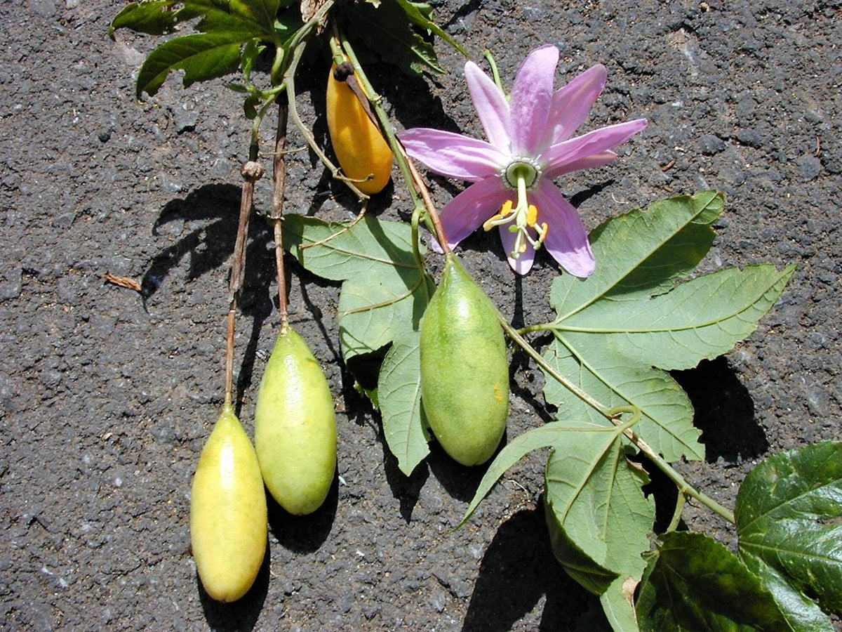 Yellow Passiflora Mollissima Fruit Seeds Planting - Evergrowseeds