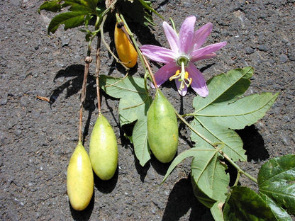 Yellow Passiflora Mollissima Fruit Seeds Planting - Evergrowseeds