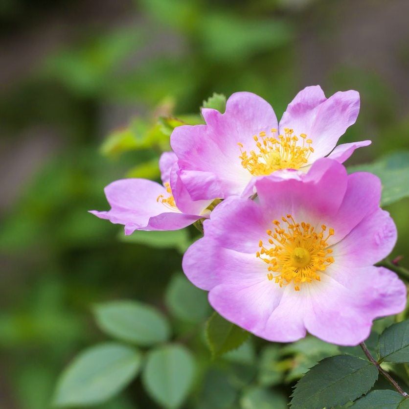 Canine Rose Flower seeds for Planting, Low Maintenance Heirloom & GMO Free Seeds for Home Garden