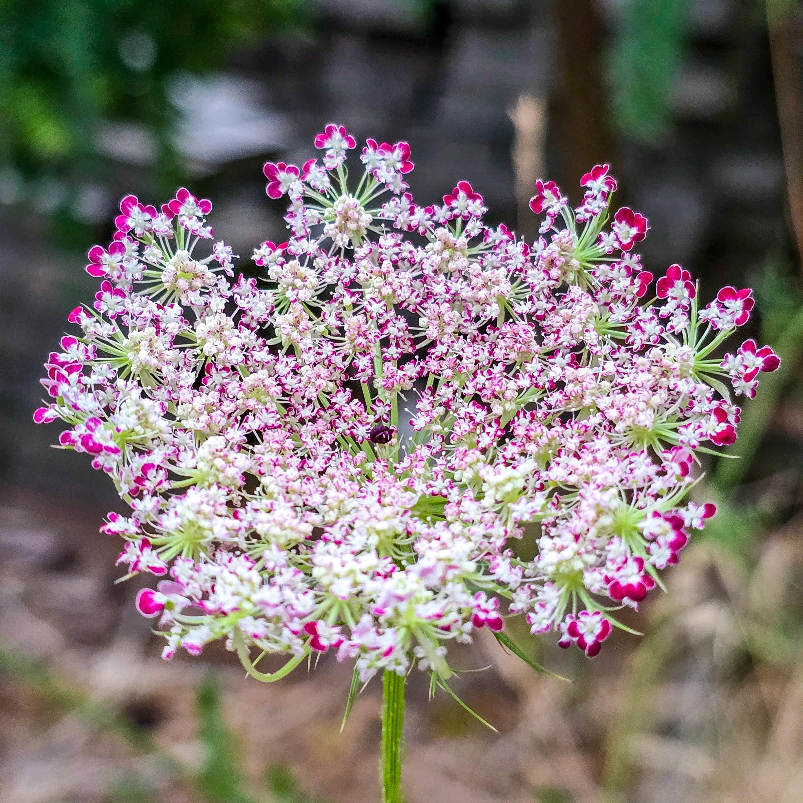 Premium Mixed Dara Anne's Lace Flower seeds for Planting Pollinator Friendly, Heirloom & GMO Free Seeds for Home Garden seeds