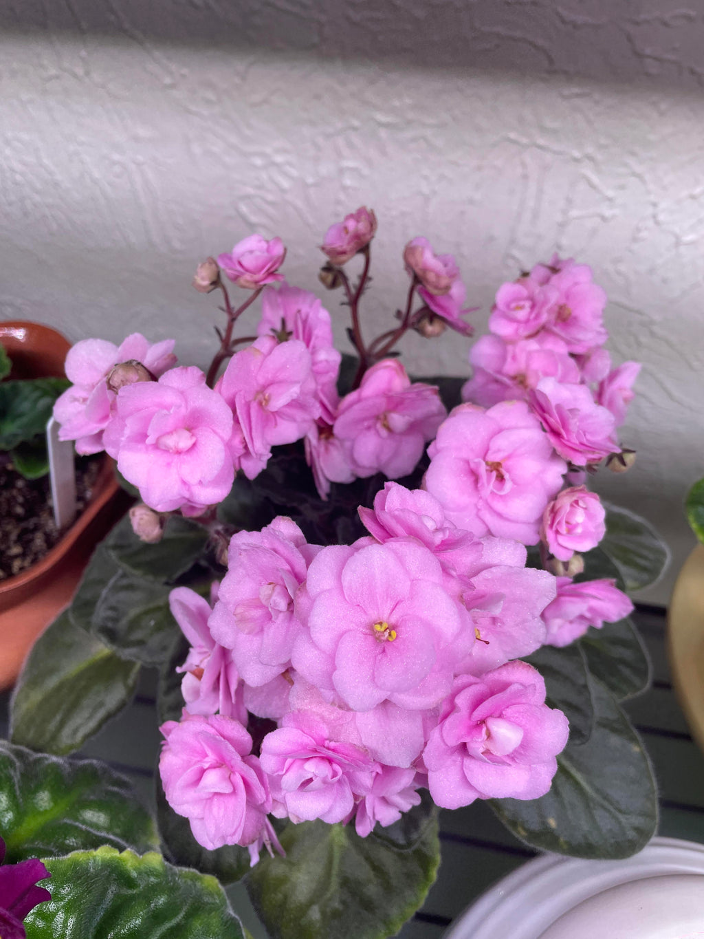 African Violet Flower Seeds Light Pink Flower seeds for Planting Colorful Display, Heirloom & GMO Free Seeds for Home Garden vegetable and garden seeds