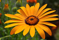 Cape Marigold Flower seeds for Planting Easy to Grow, Heirloom & GMO Free Seeds for Home Garden seeds for planting