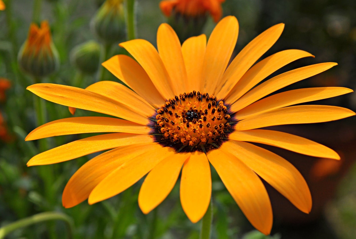 Cape Marigold Flower seeds for Planting Easy to Grow, Heirloom & GMO Free Seeds for Home Garden seeds for planting