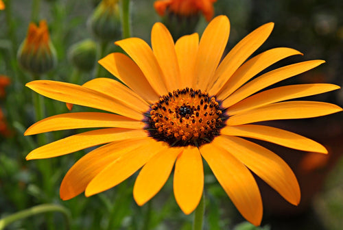 Cape Marigold Flower seeds for Planting Easy to Grow, Heirloom & GMO Free Seeds for Home Garden seeds for planting