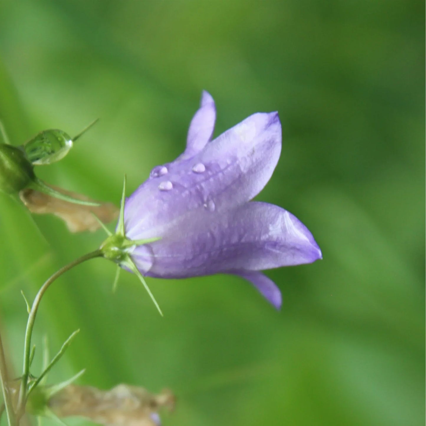 Harebell Flower seeds for Planting, Premium Quality Heirloom & GMO Free Seeds for Home Garden
