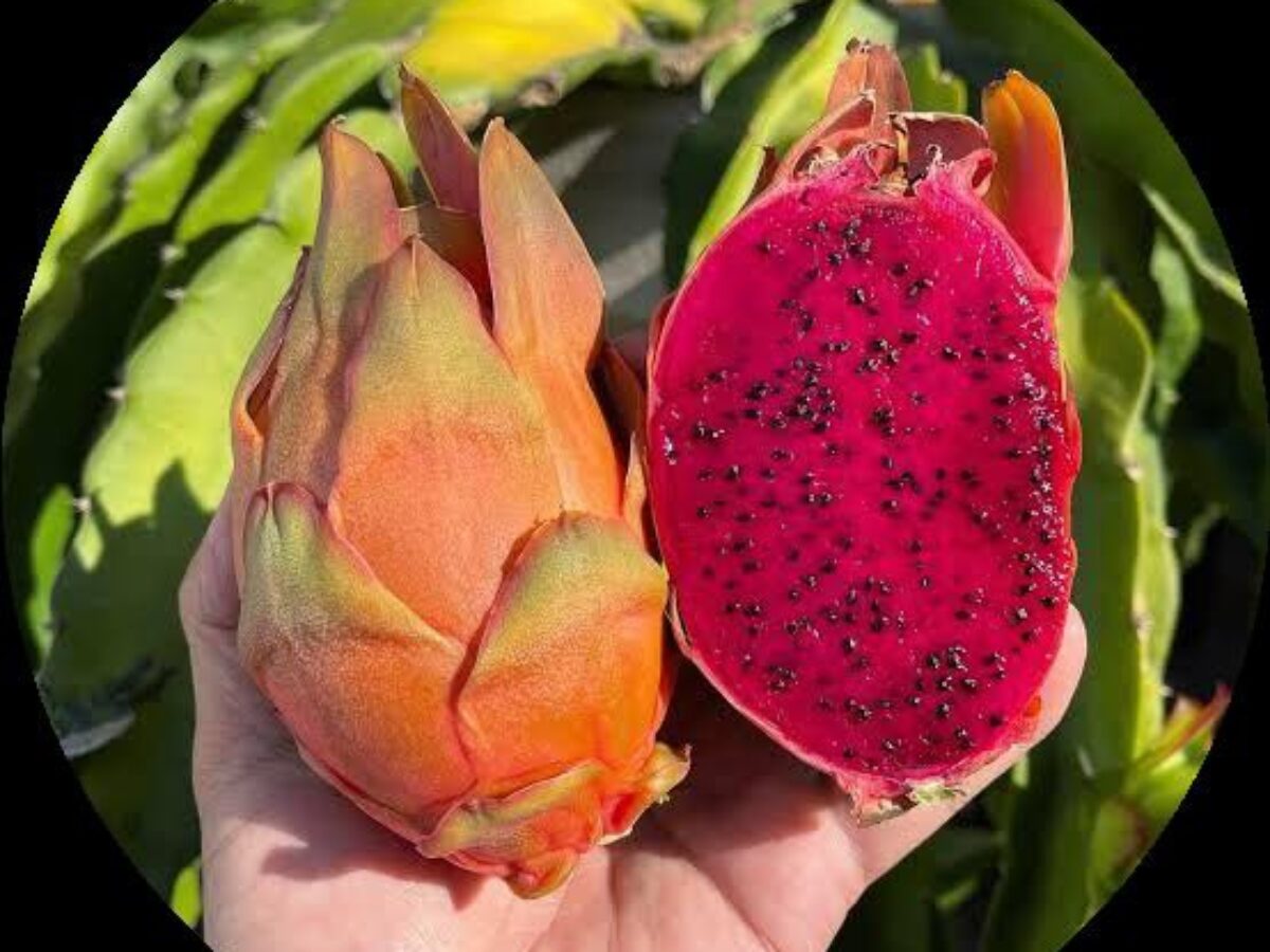Light Orange Pitaya Fruit Seeds - Easy Planting For Exotic Fruits