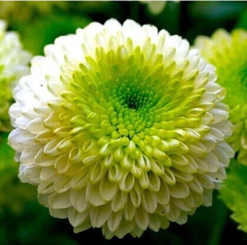 Green White Chrysanthemum Flower seeds for Planting Bright Blooms, Heirloom & GMO Free Seeds for Home Garden seeds for planting