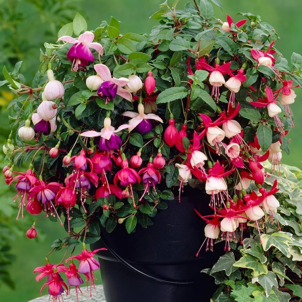 Mixed Double Petal Fuchsia Flower Seeds for Planting