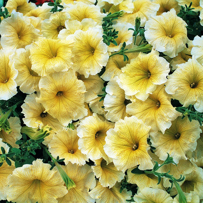 Sunrise Cascading Petunia Seeds Flower seeds for Planting Perfect for Borders Heirloom & GMO Free Seeds for Home Garden