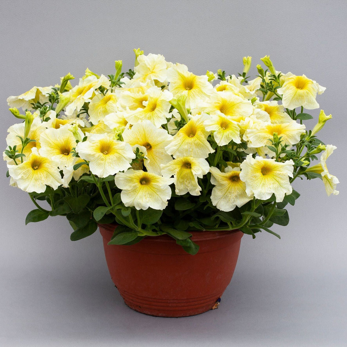Sunrise Cascading Petunia Seeds Flower seeds for Planting Perfect for Borders Heirloom & GMO Free Seeds for Home Garden