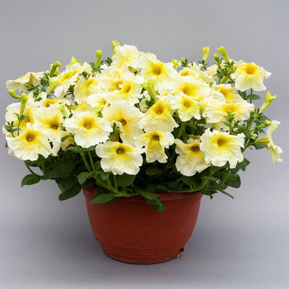 Sunrise Cascading Petunia Seeds Flower seeds for Planting Perfect for Borders Heirloom & GMO Free Seeds for Home Garden