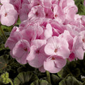 Geranium Pale Pink Flower seeds for Planting Low Maintenance, Heirloom & GMO Free Seeds for Home Garden seeds for planting