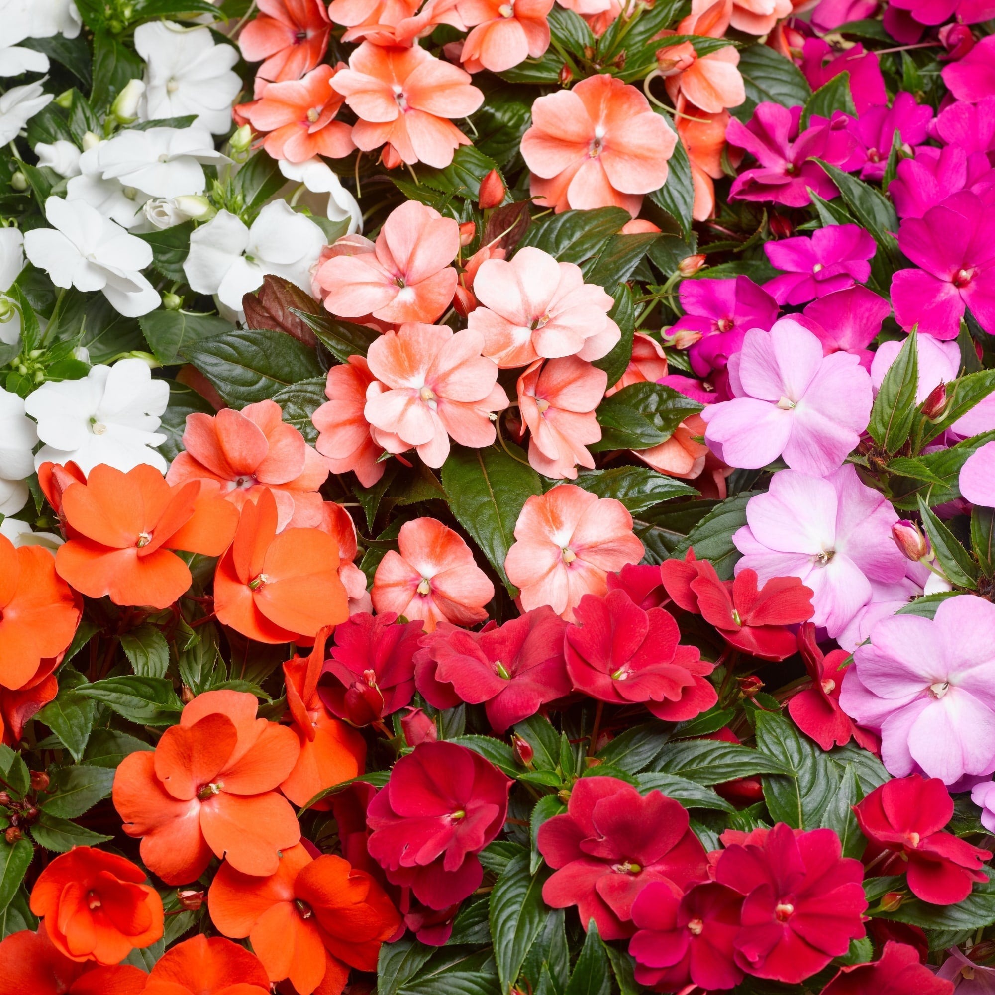 Florific Flower seeds for Planting Low Maintenance, Heirloom & GMO Free Seeds for Home Garden seeds for planting