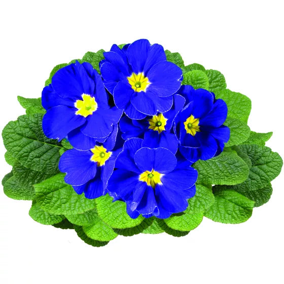 Premium Primula Malacoides Blue Yellow Flower seeds for Planting Low Maintenance, Heirloom & GMO Free Seeds for Home Garden seeds