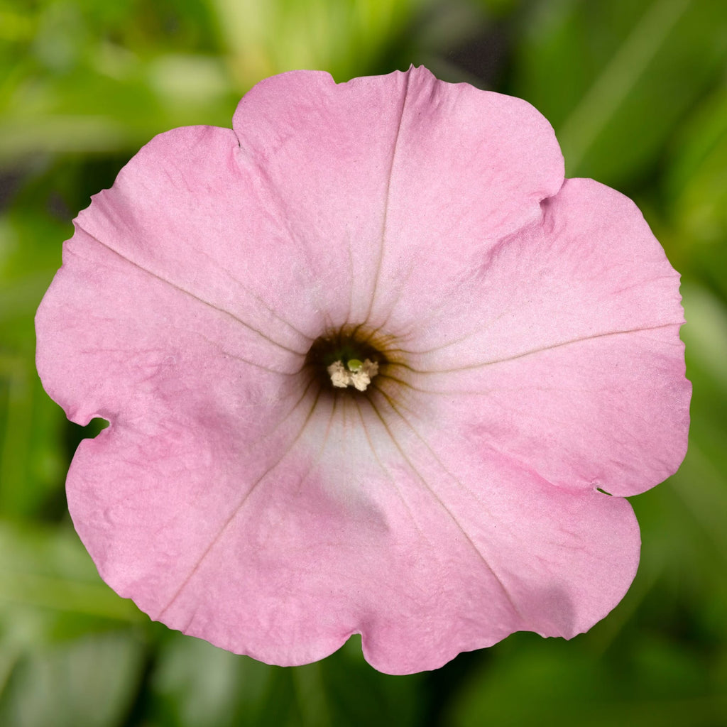 Baby Pink Petunia Hybrida Flower seeds for Planting Garden Favorite, Heirloom & GMO Free Seeds for Home Garden vegetable and garden seeds