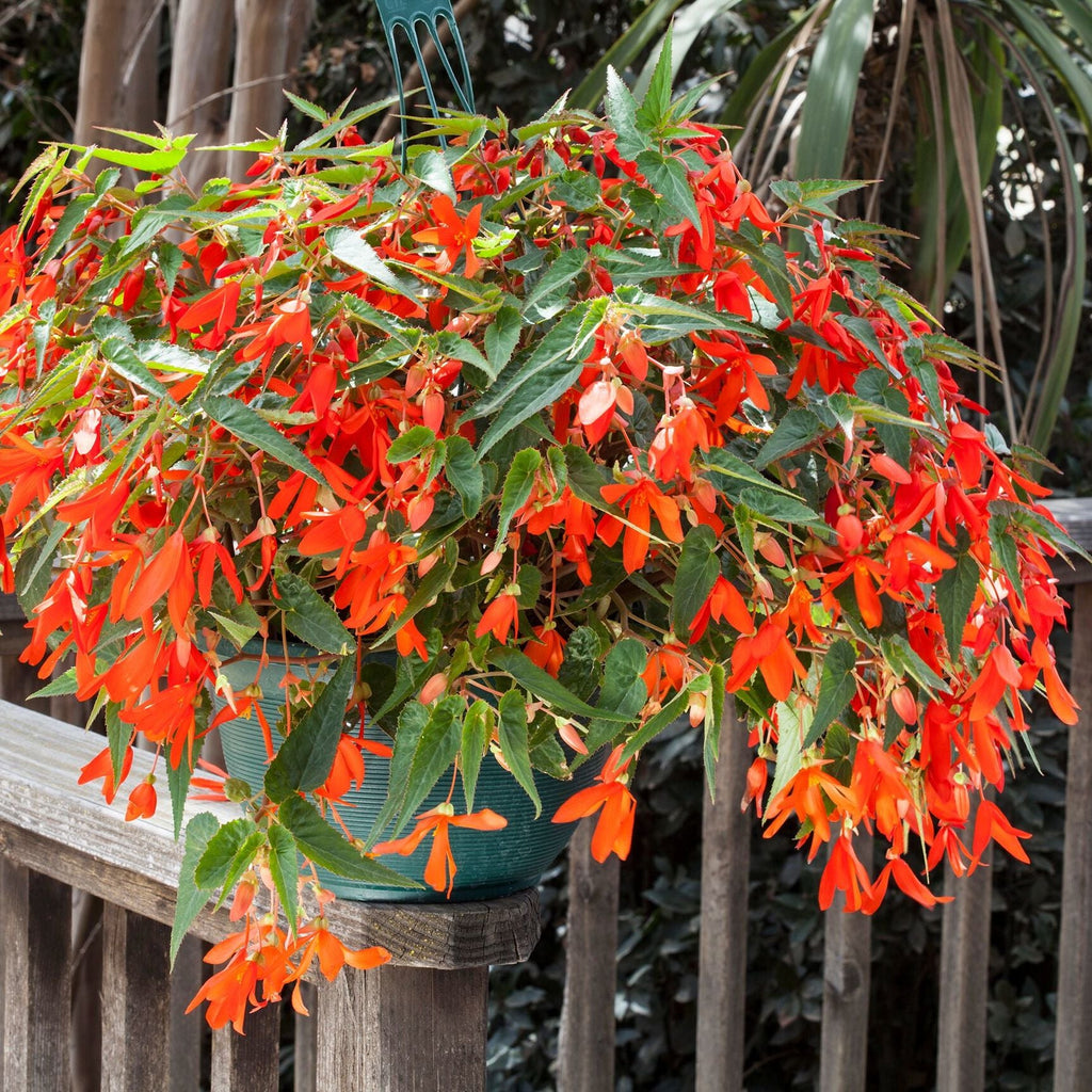 Orange Bossa Nova Flower seeds for Planting Pollinator Friendly, Heirloom & GMO Free Seeds for Home Garden seeds for planting