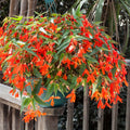 Orange Bossa Nova Flower seeds for Planting Pollinator Friendly, Heirloom & GMO Free Seeds for Home Garden seeds for planting