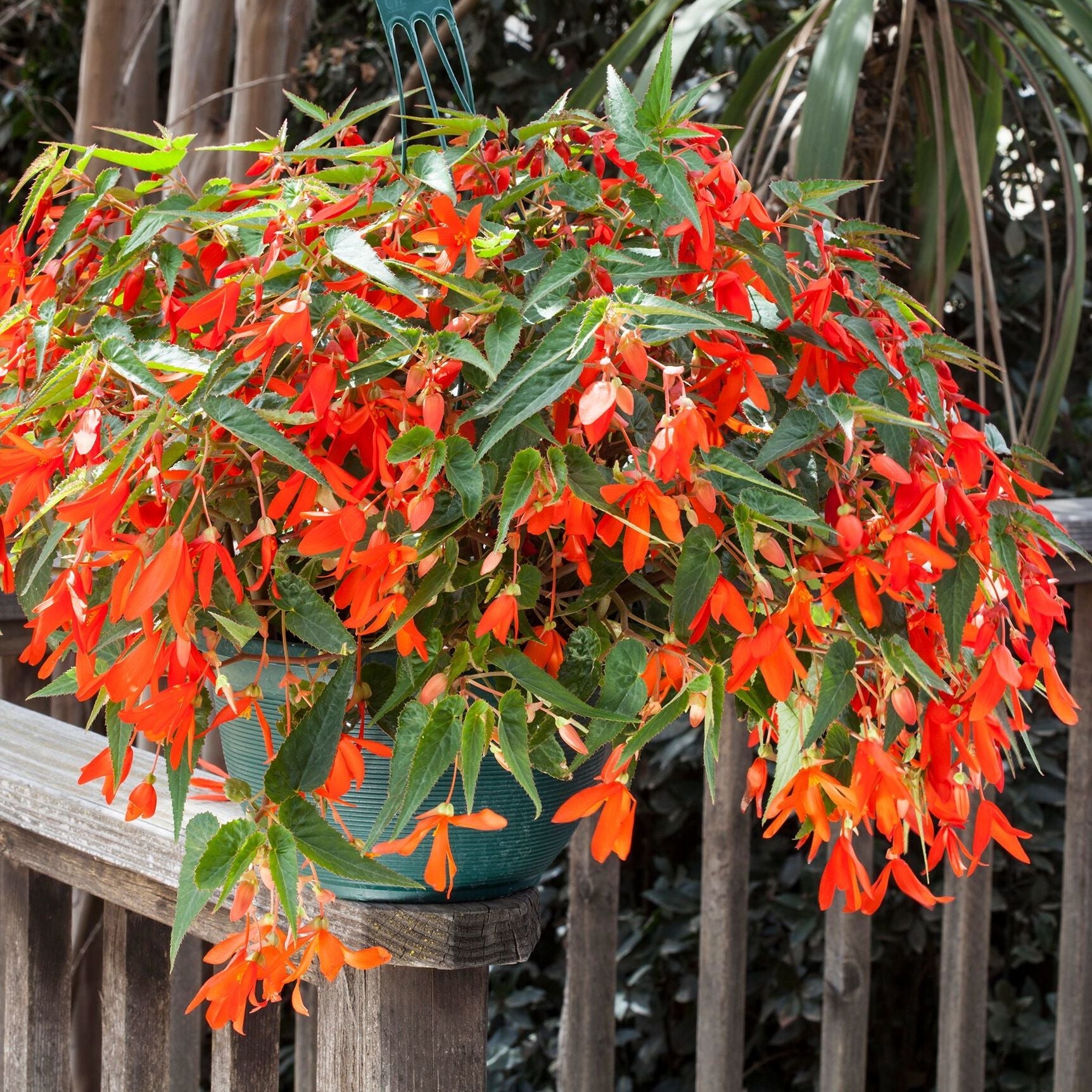 Orange Bossa Nova Flower seeds for Planting Pollinator Friendly, Heirloom & GMO Free Seeds for Home Garden seeds for planting