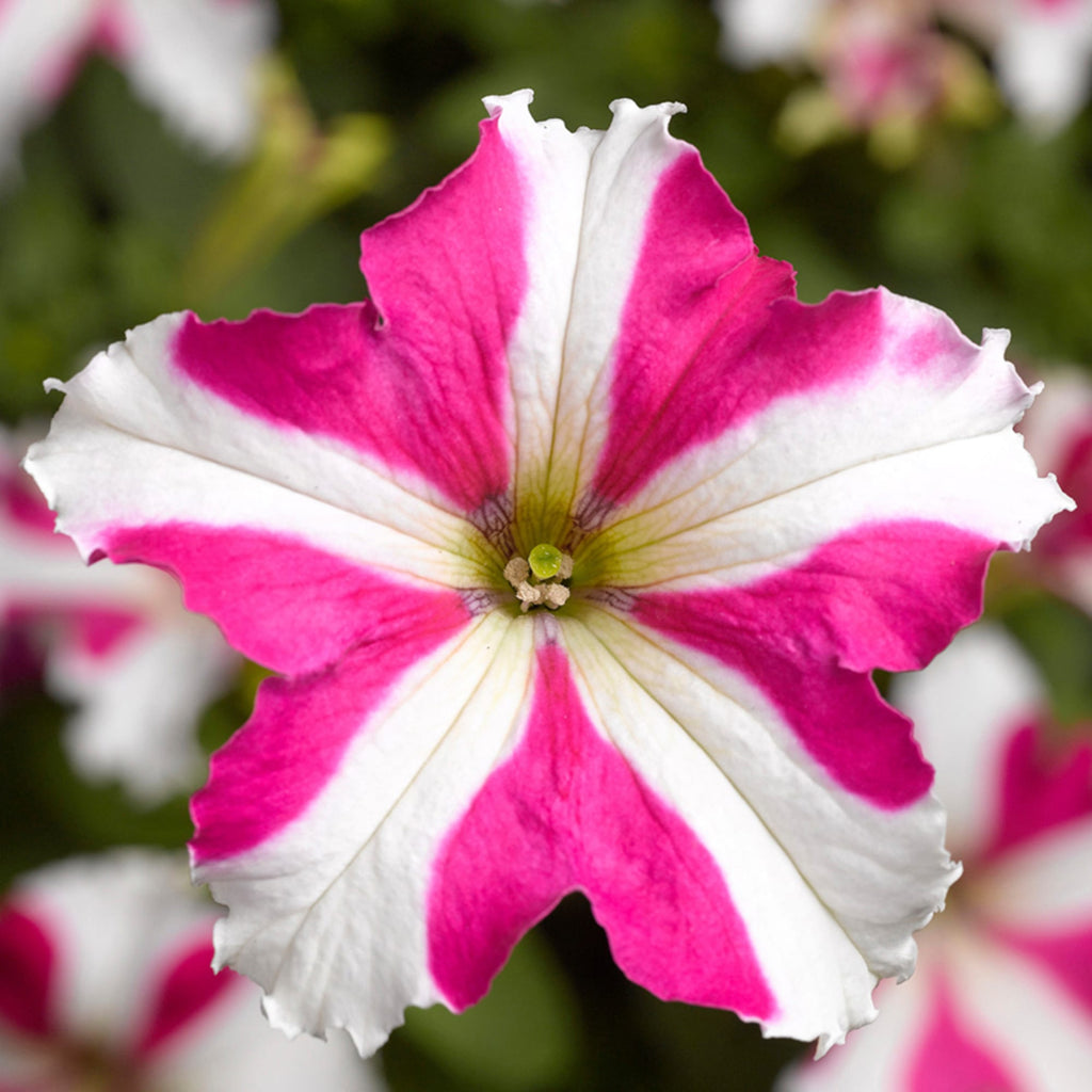 Pink White Tritunia Rose Flower seeds for Planting Wildflower Mix, Heirloom & GMO Free Seeds for Home Garden seeds for planting
