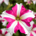 Pink White Tritunia Rose Flower seeds for Planting Wildflower Mix, Heirloom & GMO Free Seeds for Home Garden seeds for planting