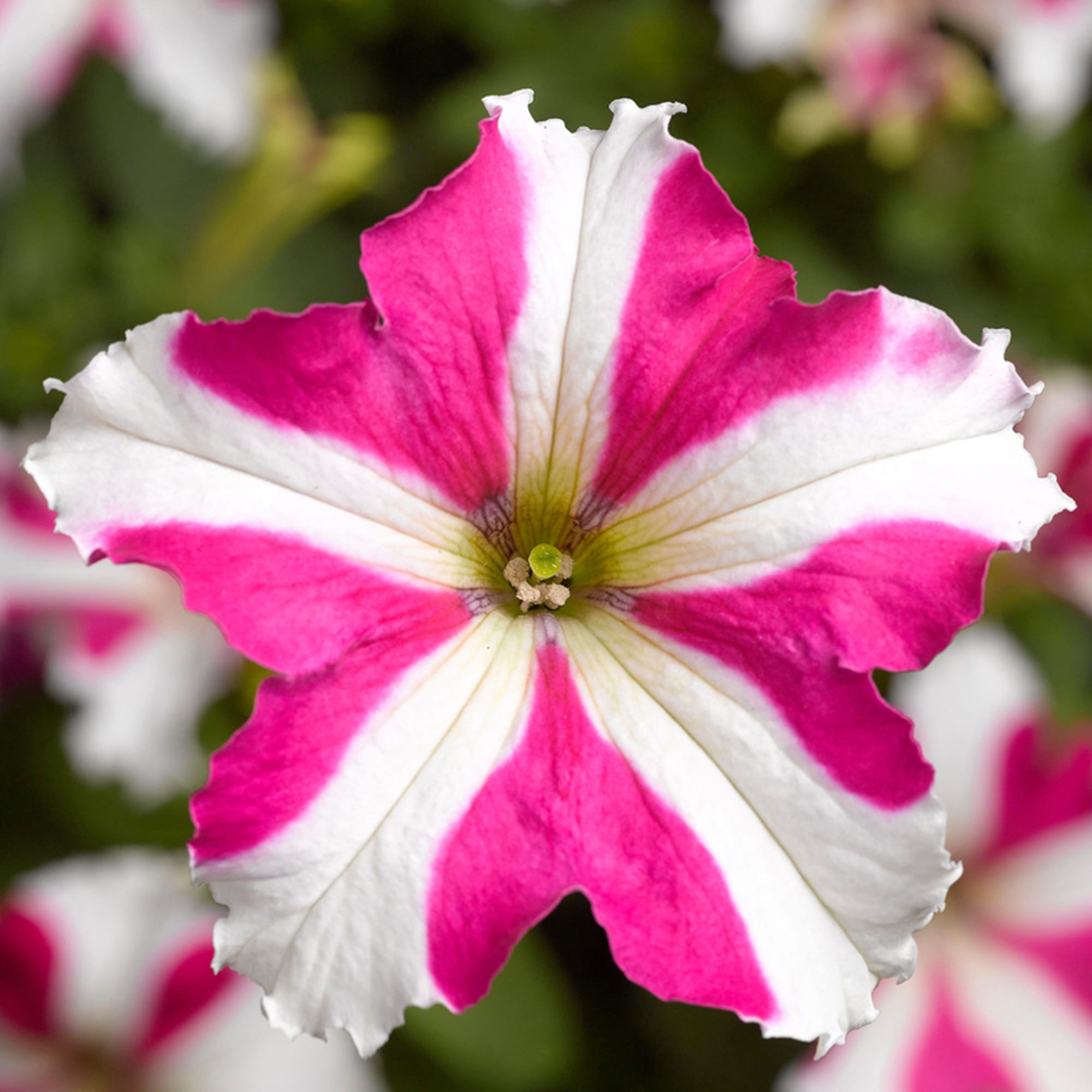Pink White Tritunia Rose Flower seeds for Planting Wildflower Mix, Heirloom & GMO Free Seeds for Home Garden seeds for planting