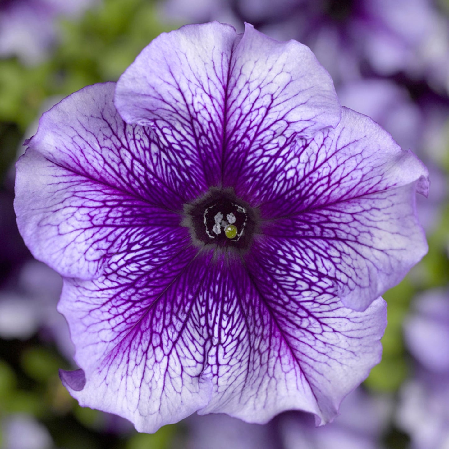 Futaba Petunia Kabloom Calibrachoa Seeds Tinted Purple Flower seeds for Planting Low Maintenance Heirloom & GMO Free Seeds for Home Garden
